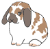 lop-eared-rabbit
